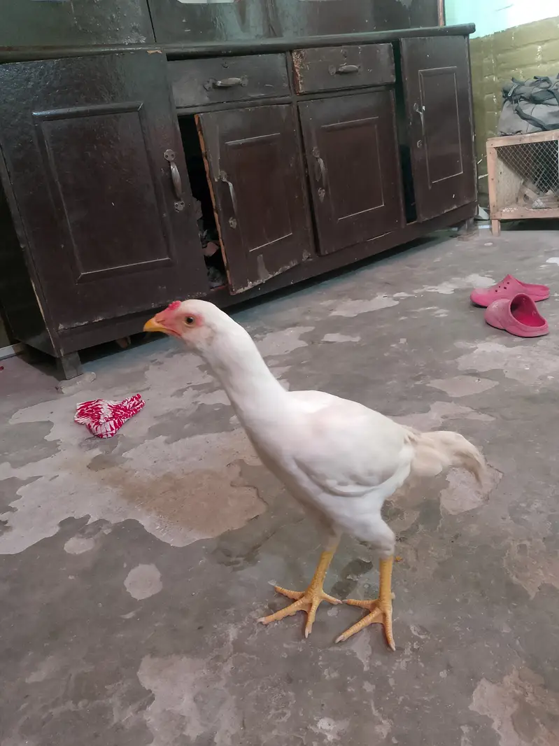 Heera and Cheena pair — photo 11