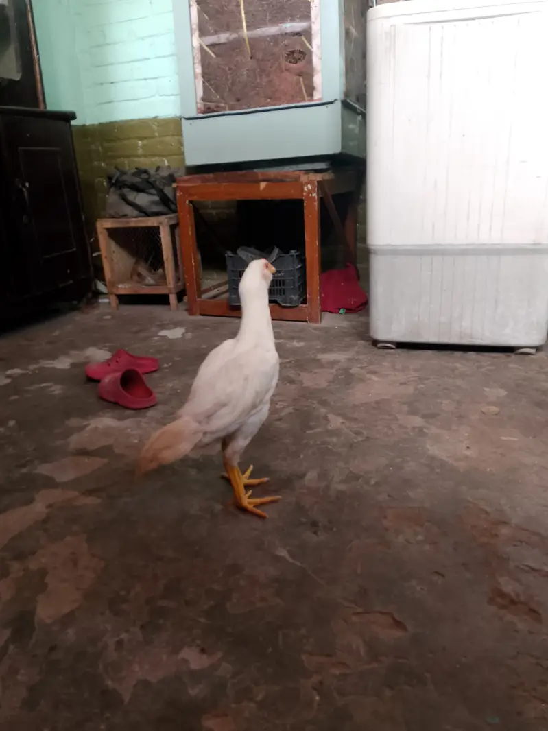 Heera and Cheena pair — photo 12