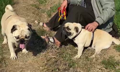 Pug male for sale original quality