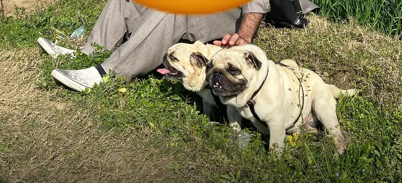 Pug male for sale original quality — photo 4
