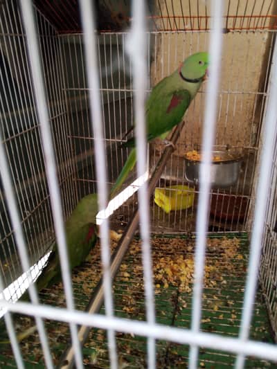 raw parrot breeder pair 03174373497