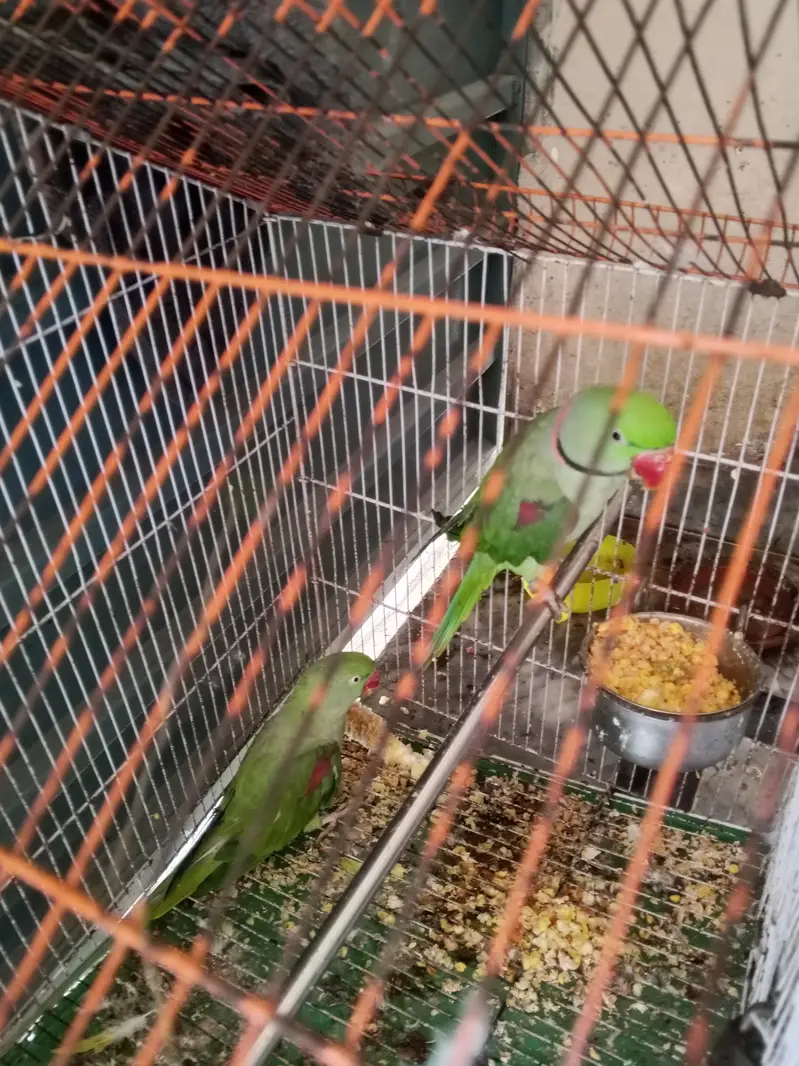 raw parrot breeder pair 03174373497 — photo 2