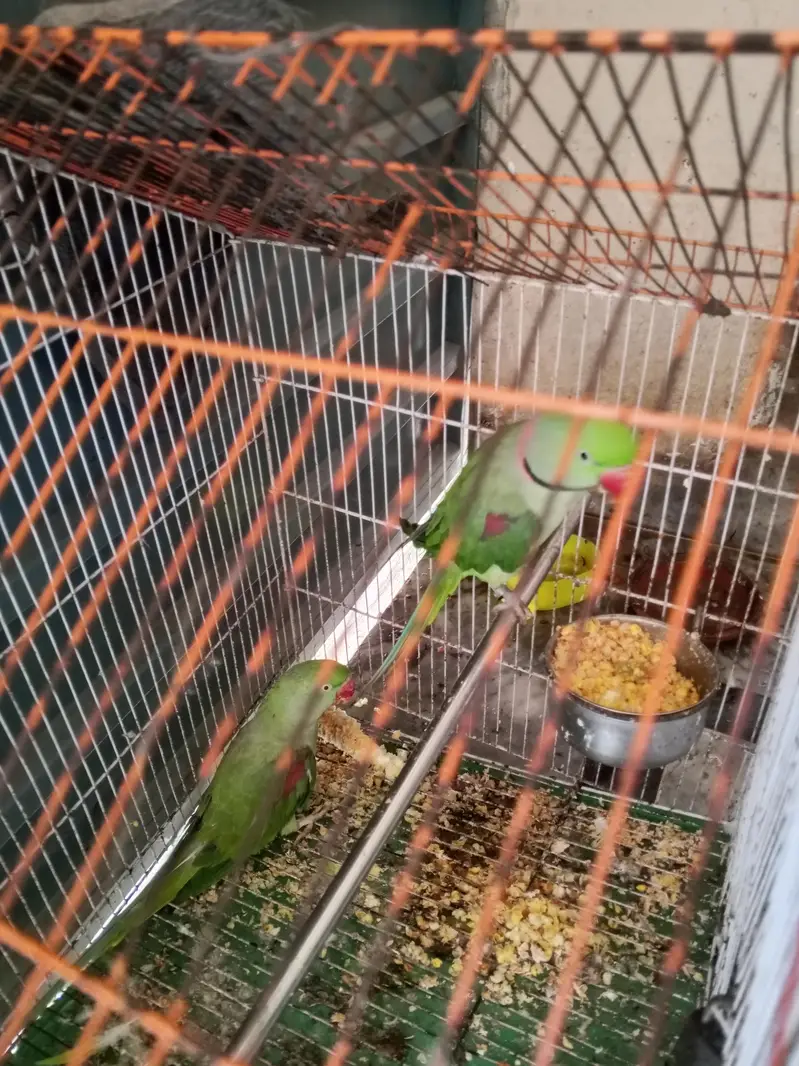 raw parrot breeder pair 03174373497 — photo 3