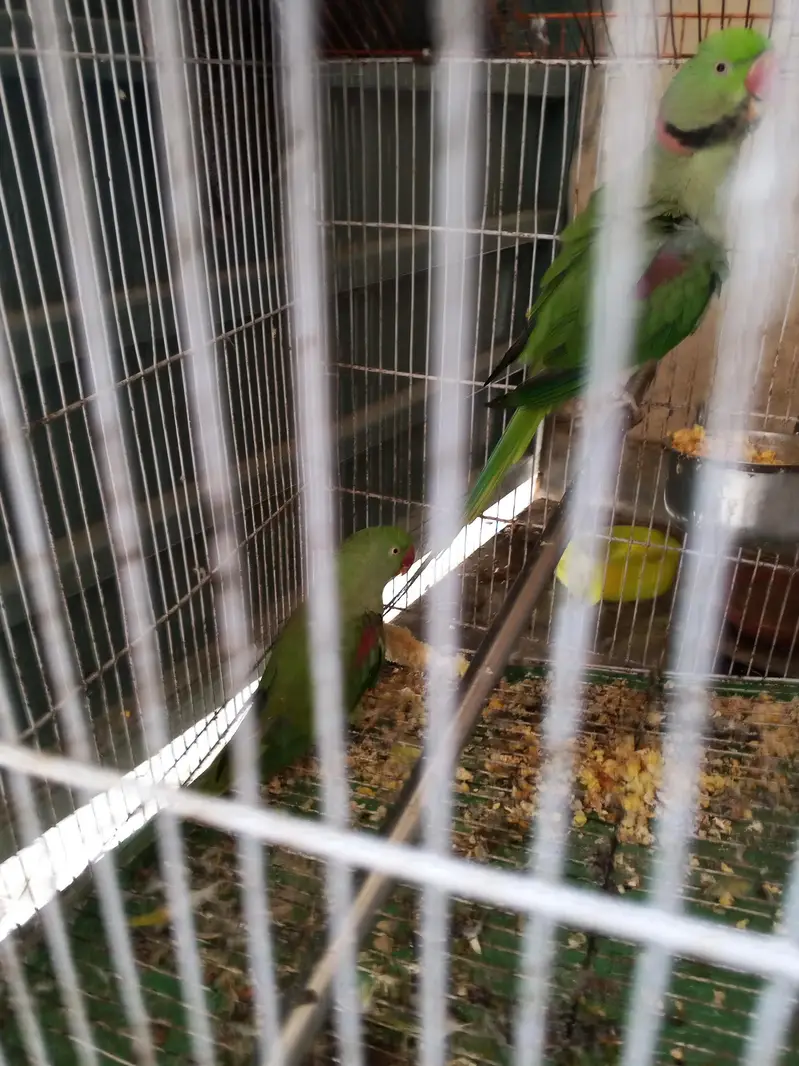 raw parrot breeder pair 03174373497 — photo 4