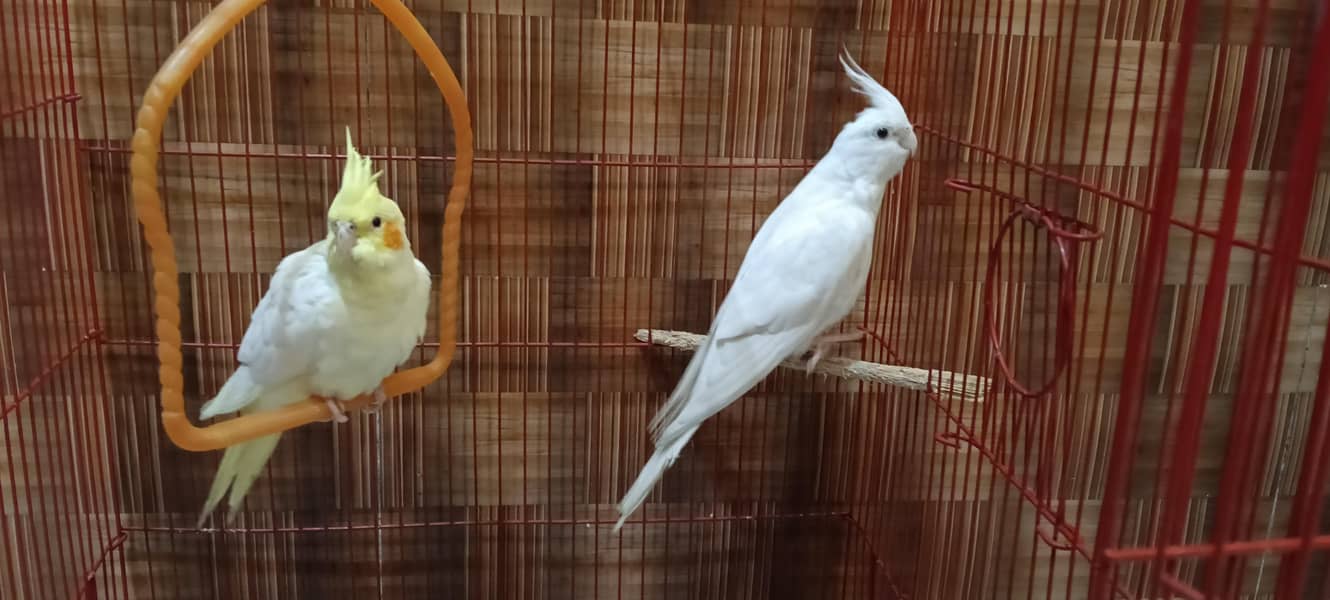 parrots 0