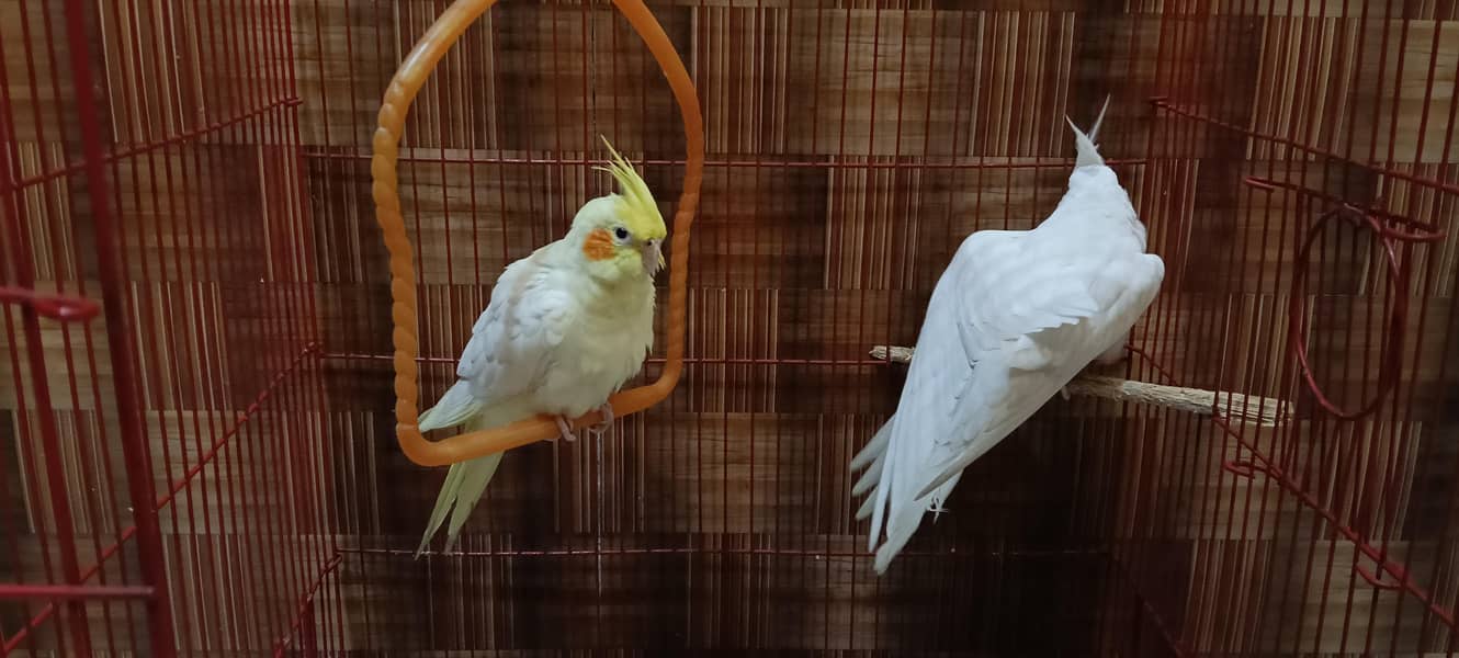 parrots 1