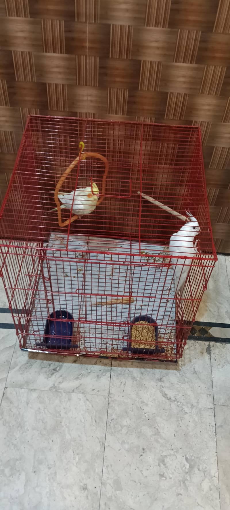 parrots 2