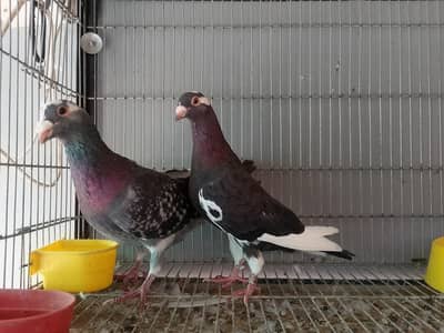 Top Quality Re,cer Saddle Homer Female 031346o3o4o