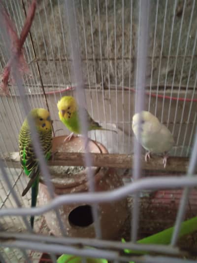 Australian Parrots for sale
