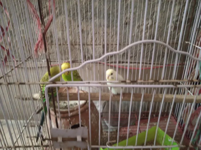 Australian Parrots for sale — photo 2