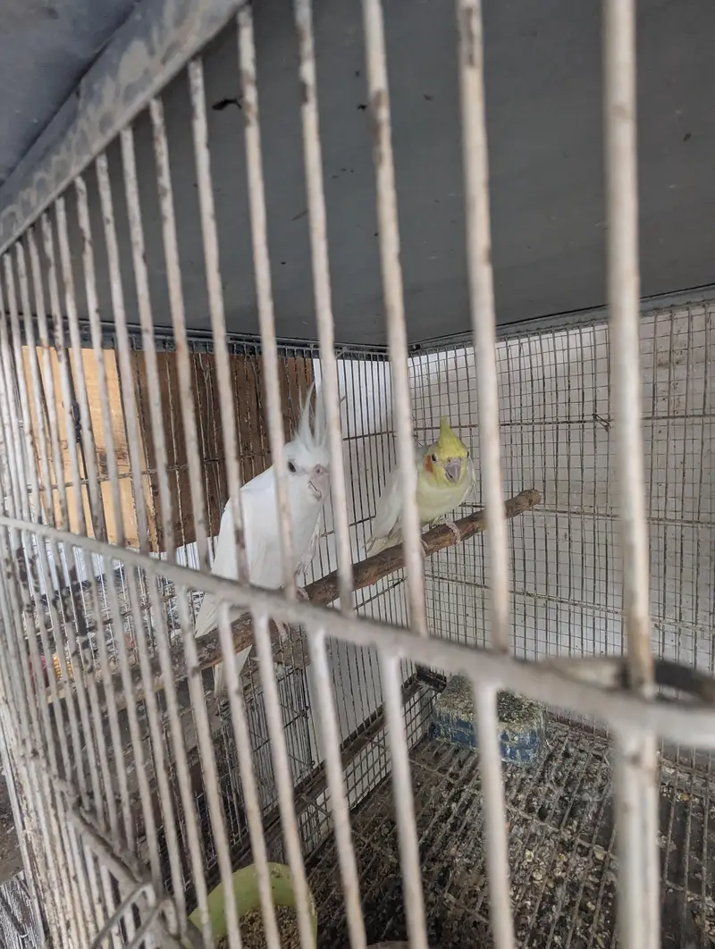 cocktail and fisher lovebirds pair — photo 2