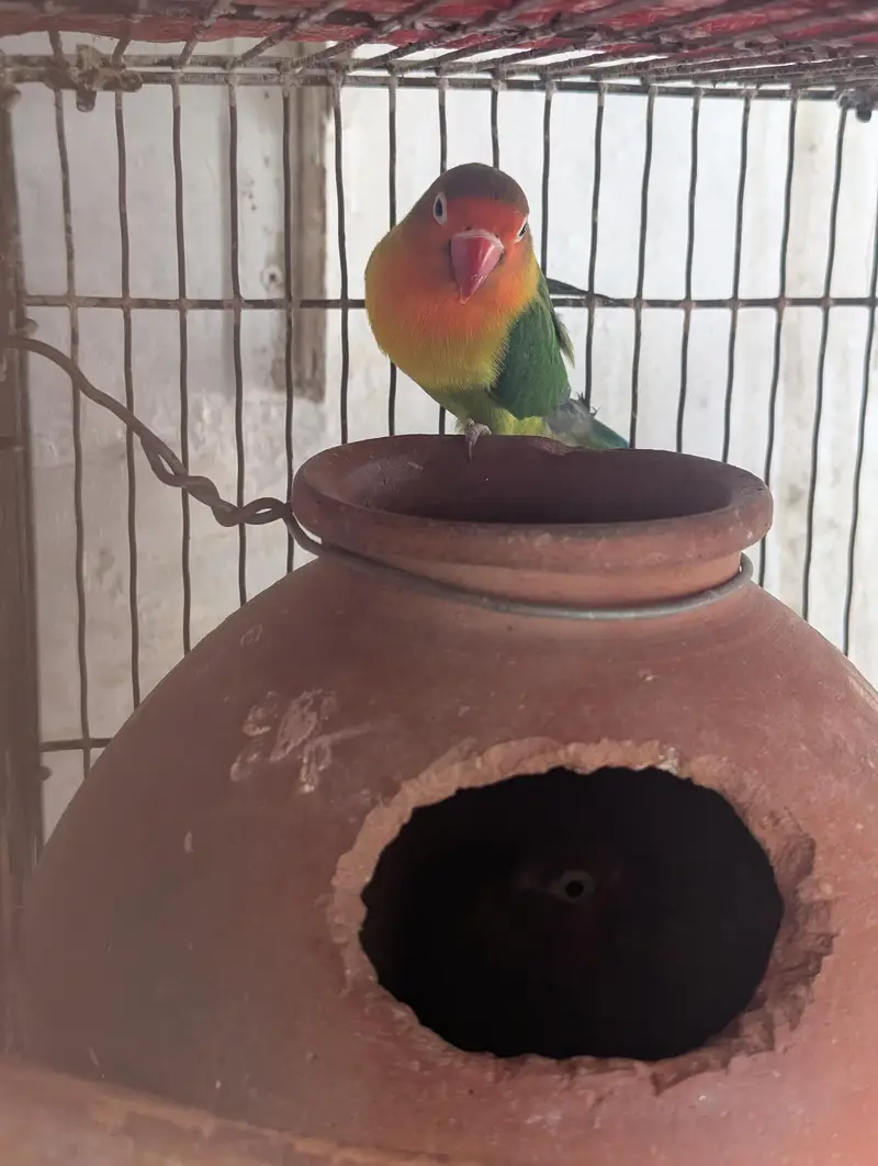 cocktail and fisher lovebirds pair — photo 3