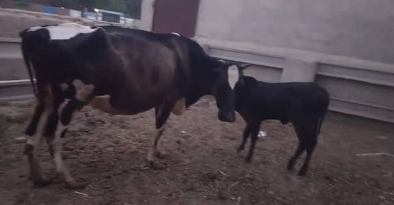 Cow for sale
