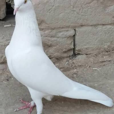 zard ankh m chatri wala pair