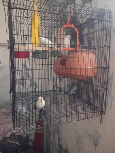 4 pair and 3 baby parrots with cage