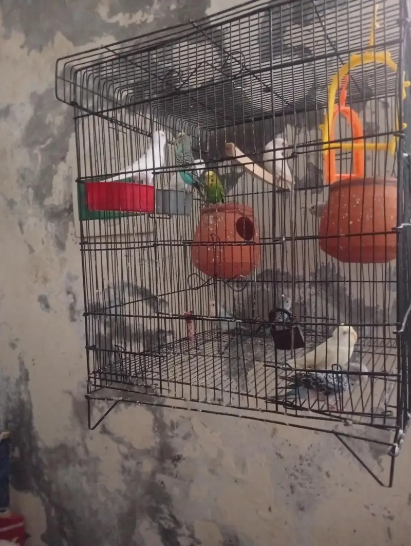 4 pair and 3 baby parrots with cage — photo 2