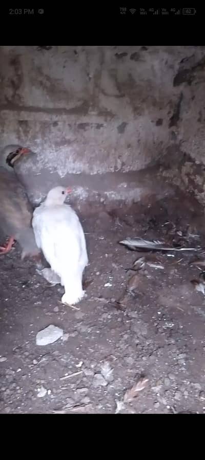 American white chakor White female and brown male