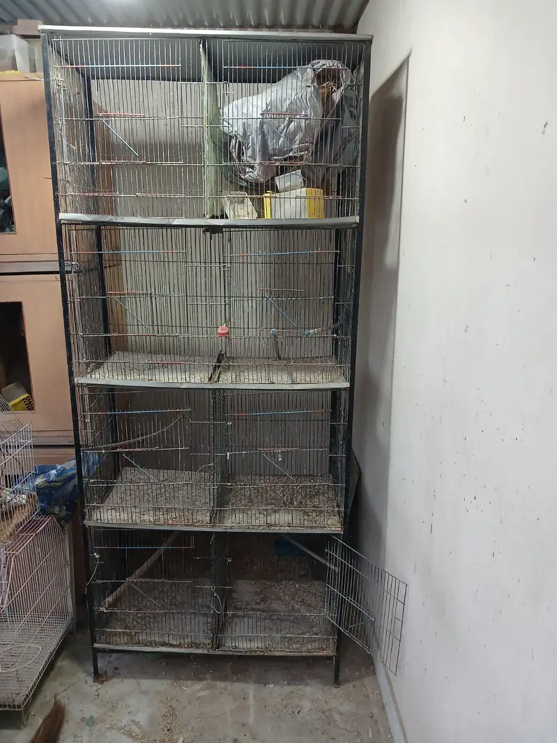BIrds Cage