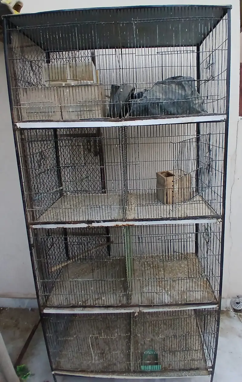 BIrds Cage — photo 2
