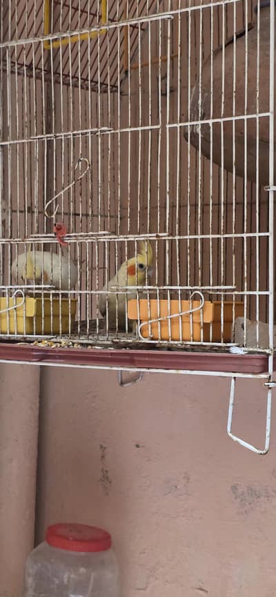 cocktail for sale