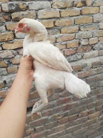 dono top quality heera aseel breeder madia ha