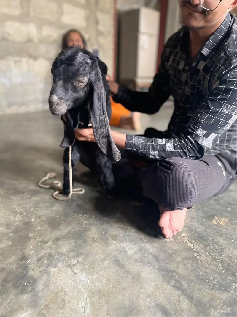 kids Goat — photo 2