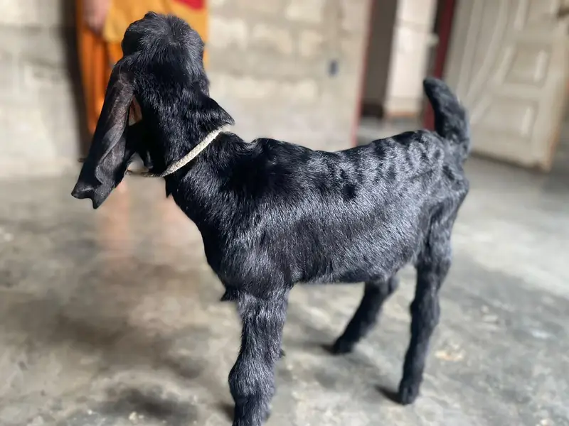 kids Goat — photo 3