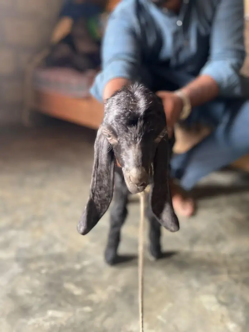 kids Goat — photo 4