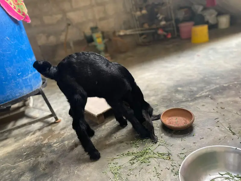 kids Goat — photo 5