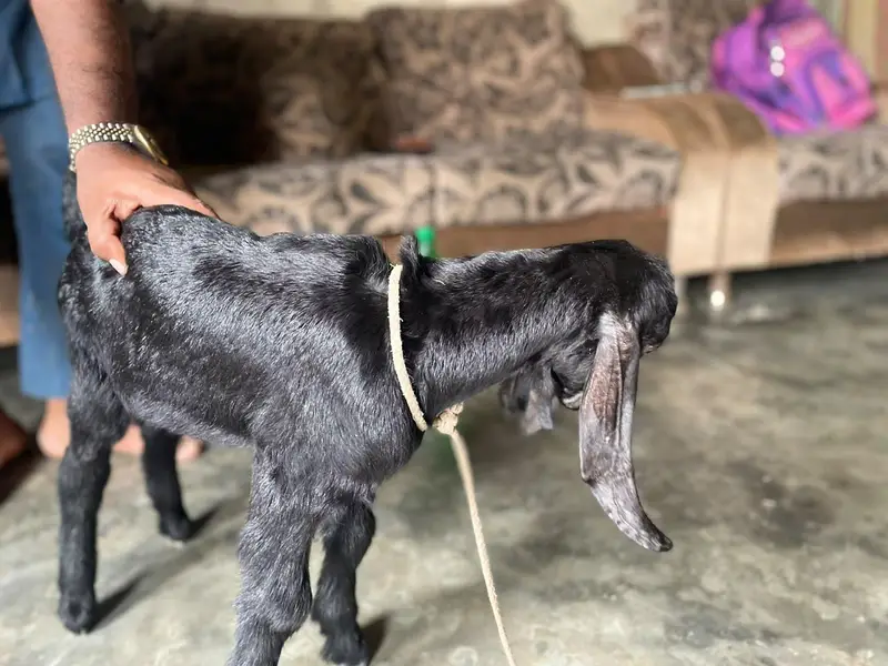 kids Goat — photo 6