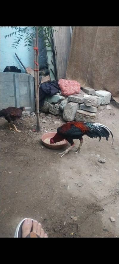 Aseel sindhi