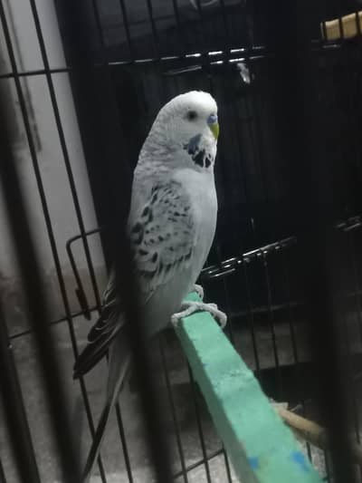 Australian parrots budgie