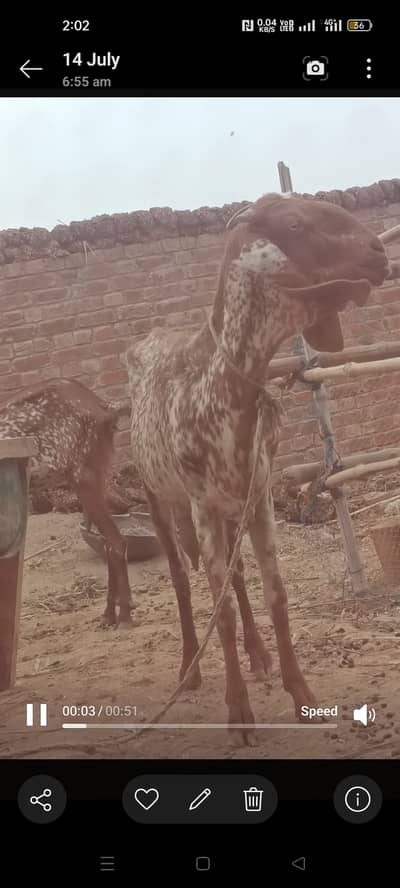 Makhi cheeni goats for sale