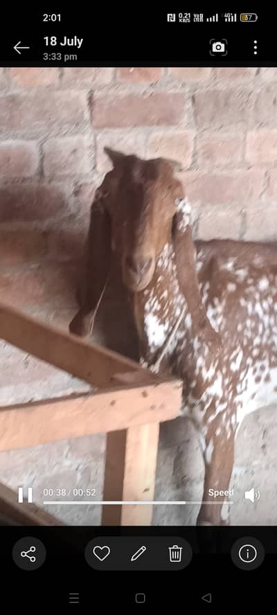 Makhi cheeni goats for sale