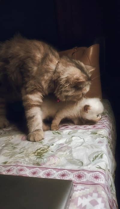 Female Persian Mix Cat | Vaccinated | Islamabad