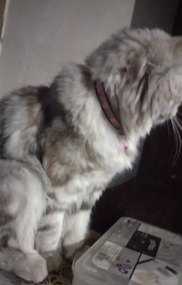 Female Persian Mix Cat | Vaccinated | Islamabad — photo 2