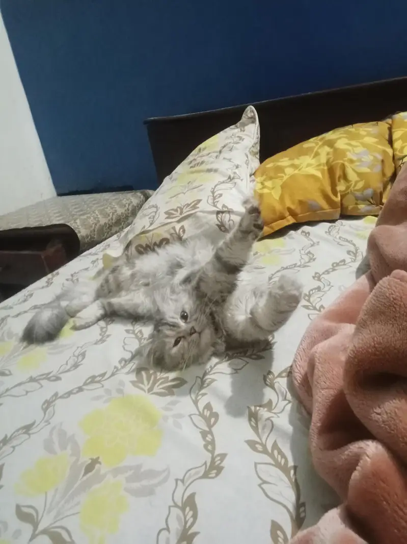 Female Persian Mix Cat | Vaccinated | Islamabad — photo 3
