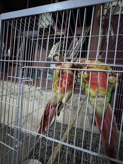 semi tamed pineapple conure