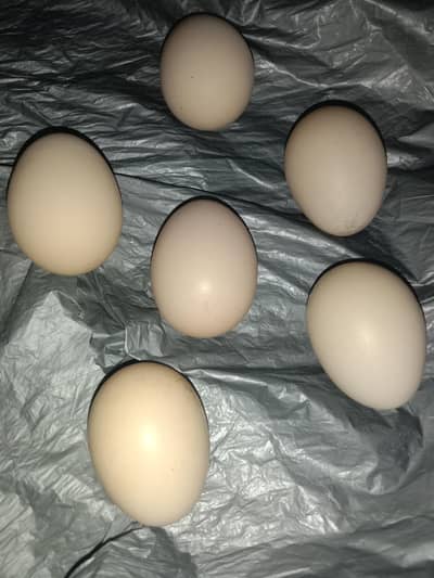 fertile eggs German shamo