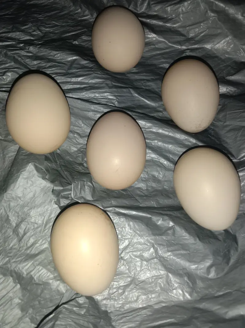 fertile eggs German shamo — photo 2