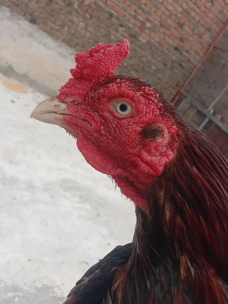 fertile eggs German shamo — photo 4