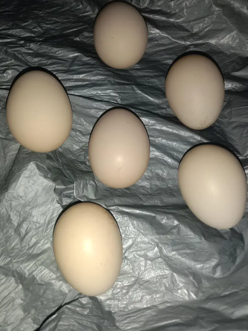 fertile eggs German shamo — photo 5