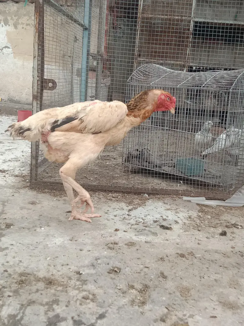 fertile eggs German shamo — photo 7