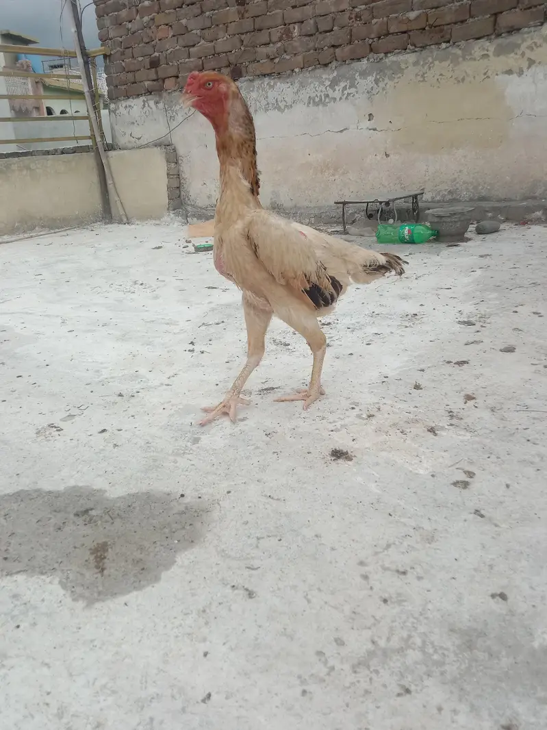 fertile eggs German shamo — photo 9