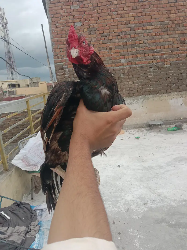 fertile eggs German shamo — photo 10