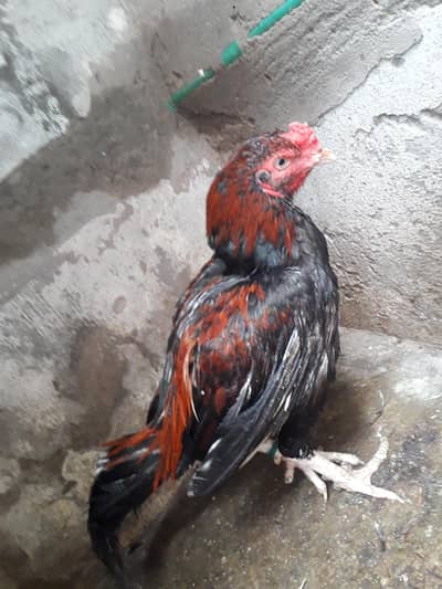 aseel male with low price