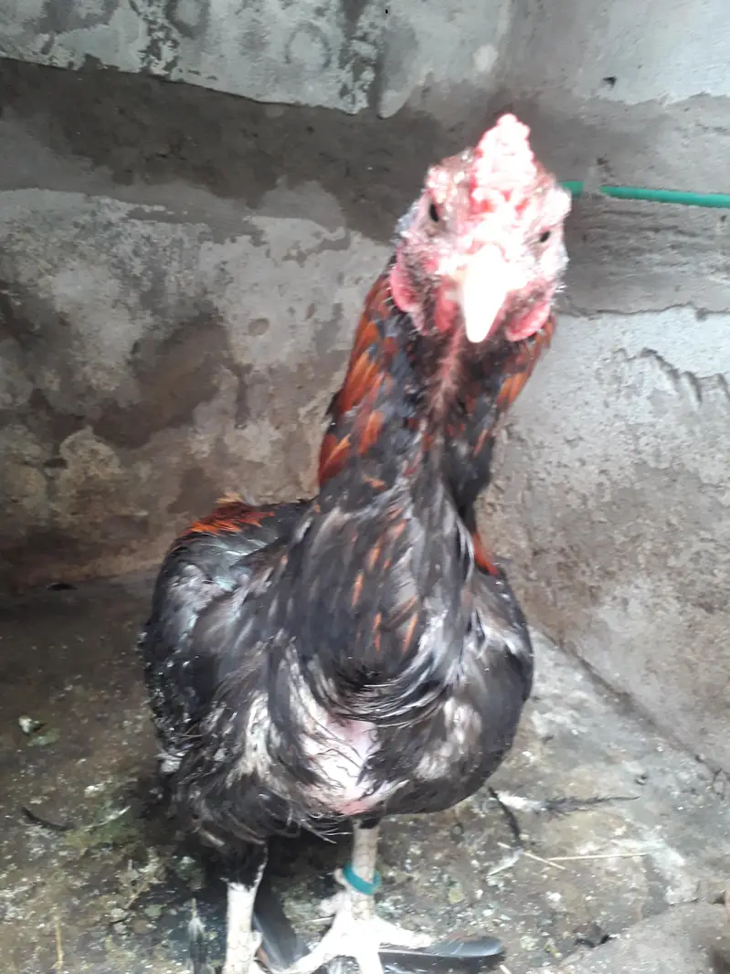 aseel male with low price — photo 2
