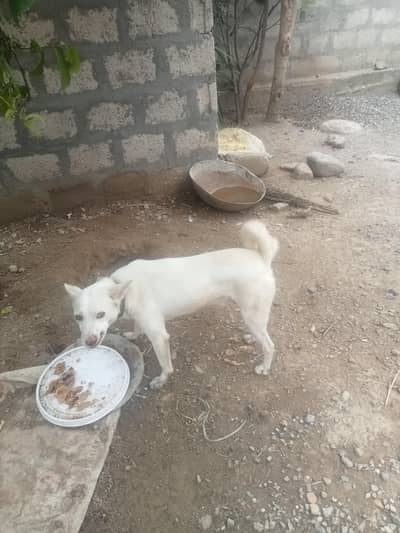 dog for sale
