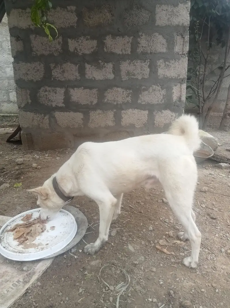 dog for sale — photo 2