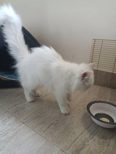 Pure White Persian Kitten | Healthy & Playful | Fluffy Long Hair